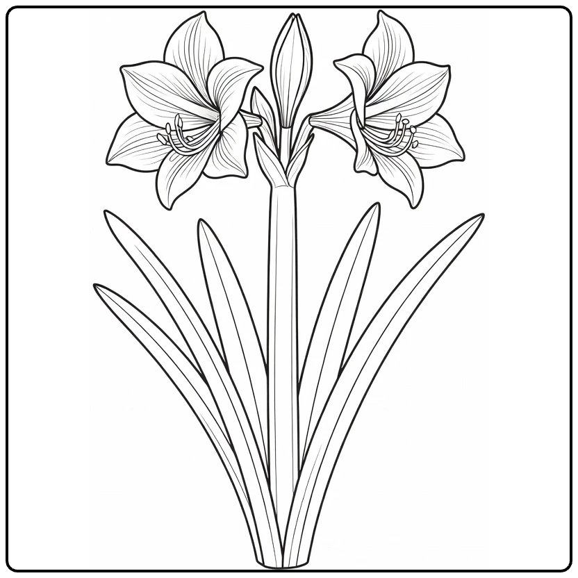Amaryllis coloring page showing flowers and buds at several stages