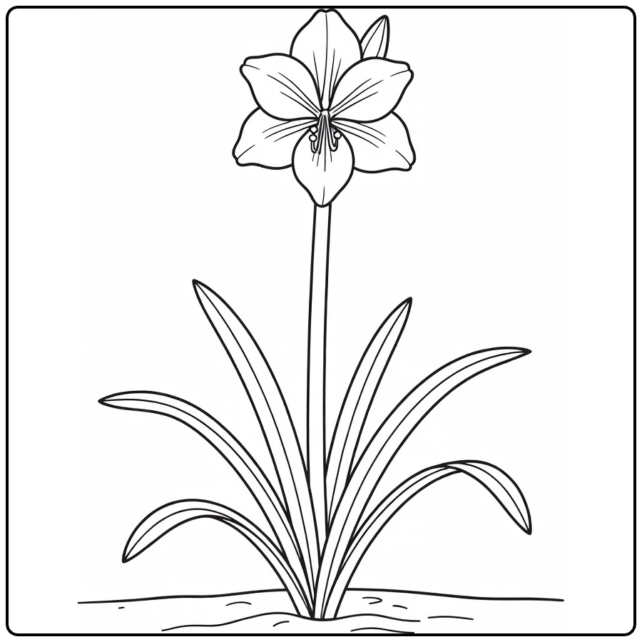 Amaryllis coloring page showing a single trumpet flower