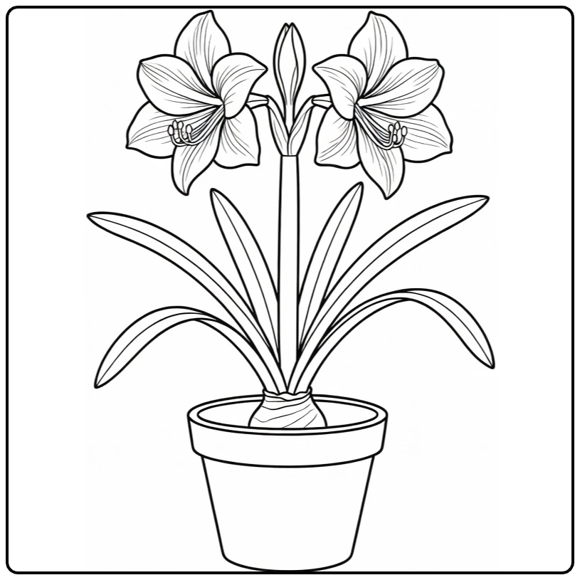 Amaryllis coloring page featuring a potted plant with two blooms