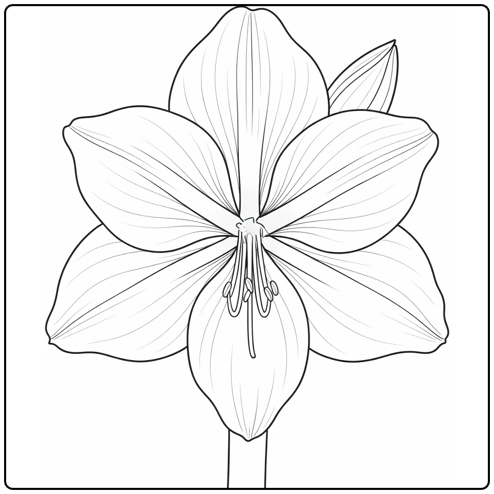 Close-up amaryllis coloring page with broad petals and stamens