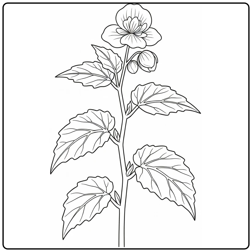 Begonia coloring page featuring a flower stem with buds and leaves