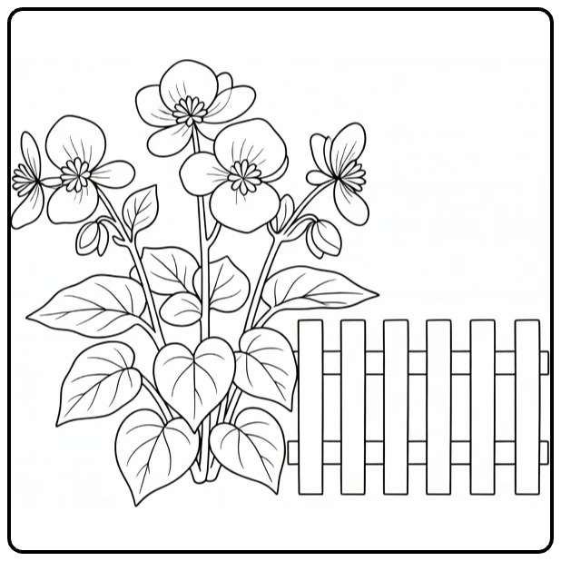 Begonia coloring page showing a flower beside a wooden fence