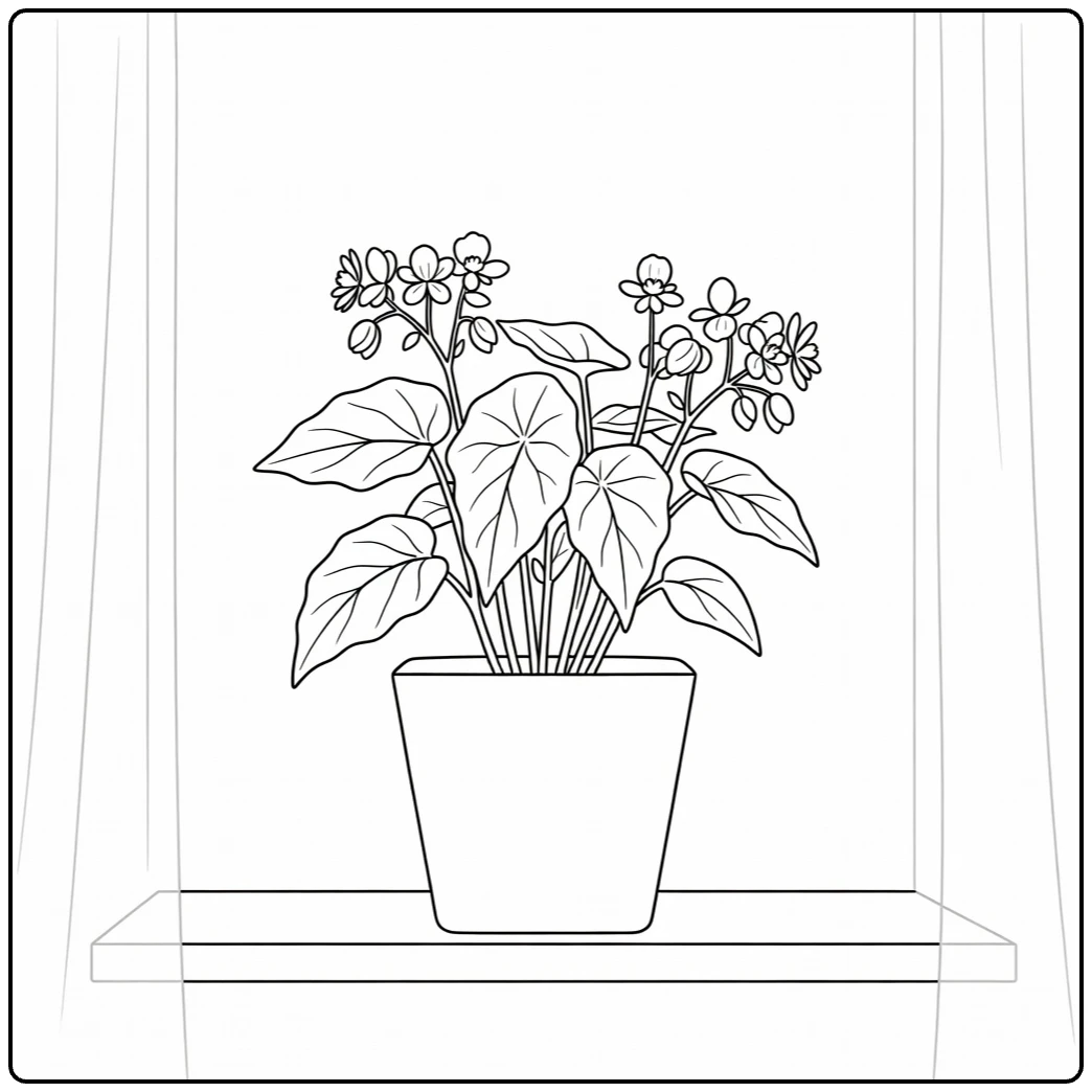 Begonia coloring page showing a plant in a pot on a windowsill