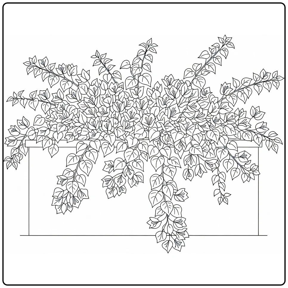 Bougainvillea coloring page showing flowering vines over a wall