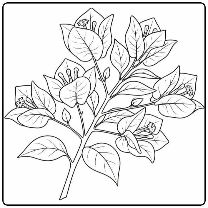 Bougainvillea coloring page showing bracts, flowers, and leaves