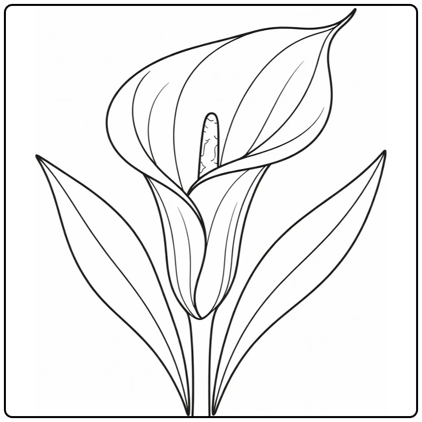 Close-up calla lily coloring page with flower and leaves