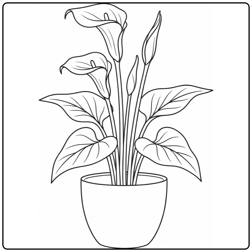 Calla lily coloring page showing a flowering plant in a pot