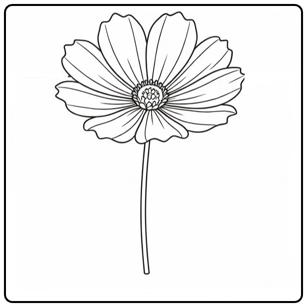 Cosmos flower coloring page showing a single detailed bloom