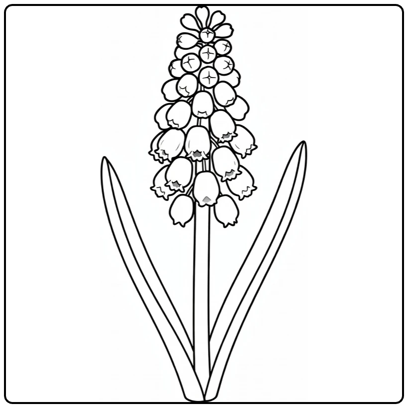 Botanical grape hyacinth coloring page with bell-shaped blooms and leaves