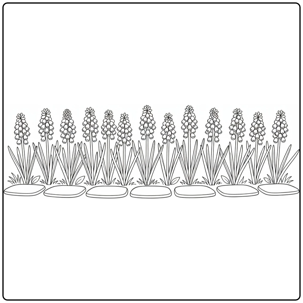 Grape hyacinth coloring page featuring flowers along a stepping-stone path