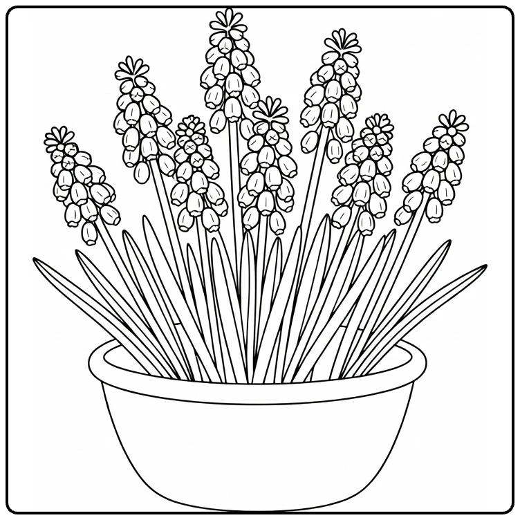 Grape hyacinth coloring page showing clustered flowers in a basket