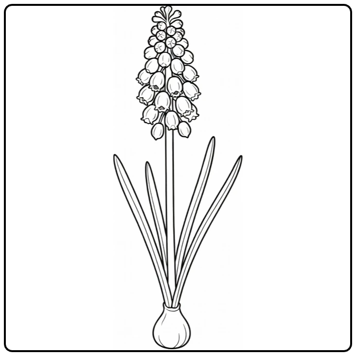 Grape hyacinth coloring page showing a flower growing from its bulb