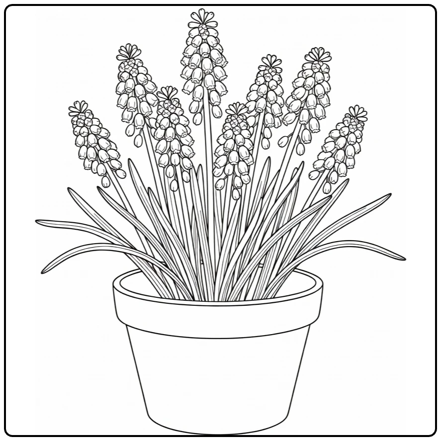 Potted grape hyacinth coloring page with multiple flower spikes