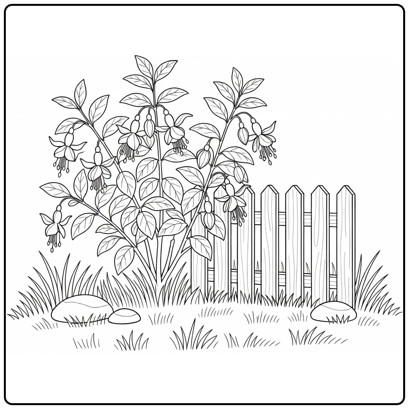 Fuchsia coloring page featuring a garden shrub and fence