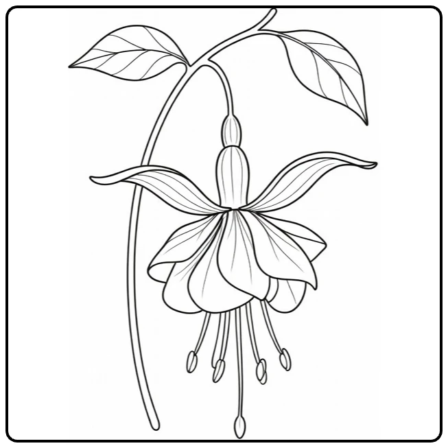 Fuchsia coloring page featuring an elegant hanging flower
