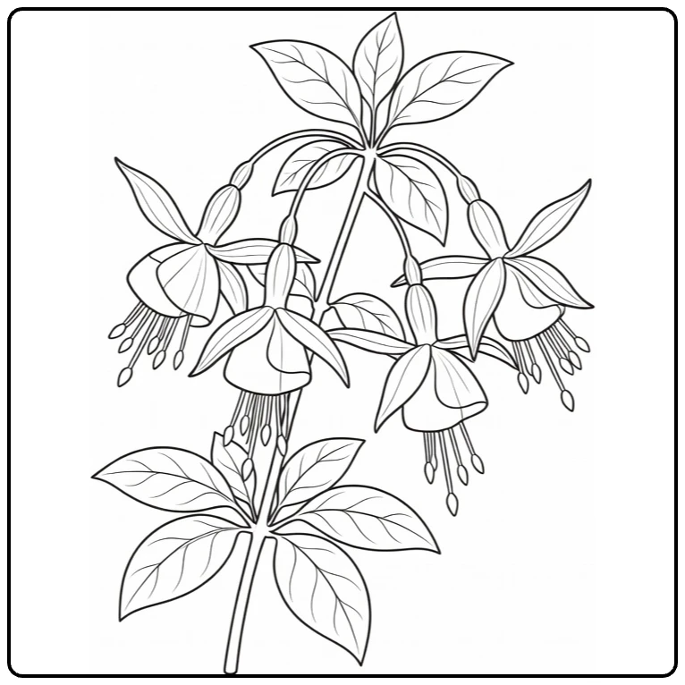 Fuchsia coloring page featuring hanging blossoms and oval leaves