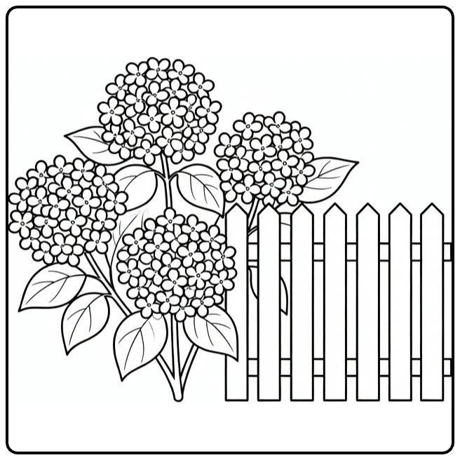 Hydrangea coloring page showing a shrub beside a garden fence