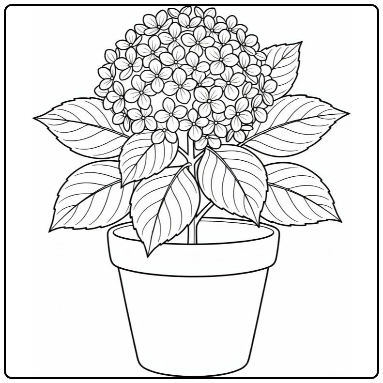 Hydrangea coloring page showing a potted plant with a round flower head