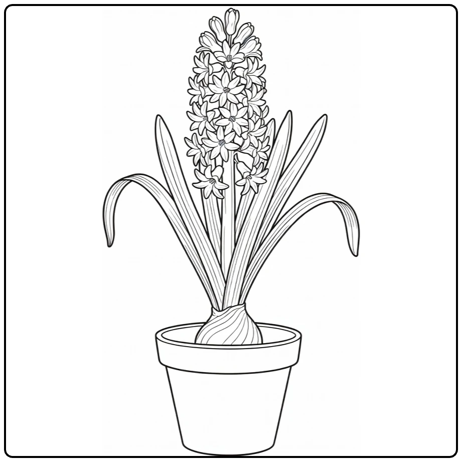 A potted hyacinth coloring page with a dense flower spike and curling leaves