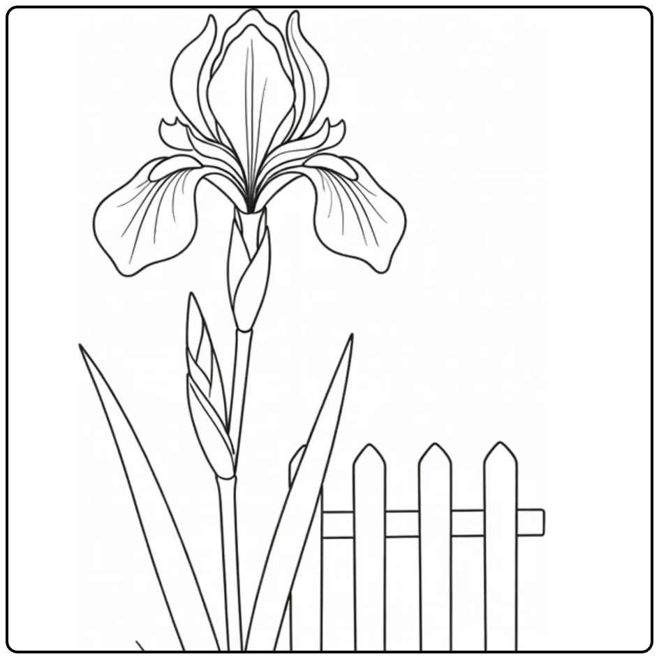 Iris coloring page featuring a flower next to a garden fence