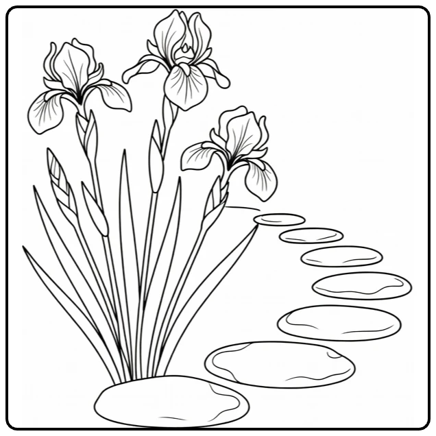 Iris coloring page featuring flowers beside a garden path