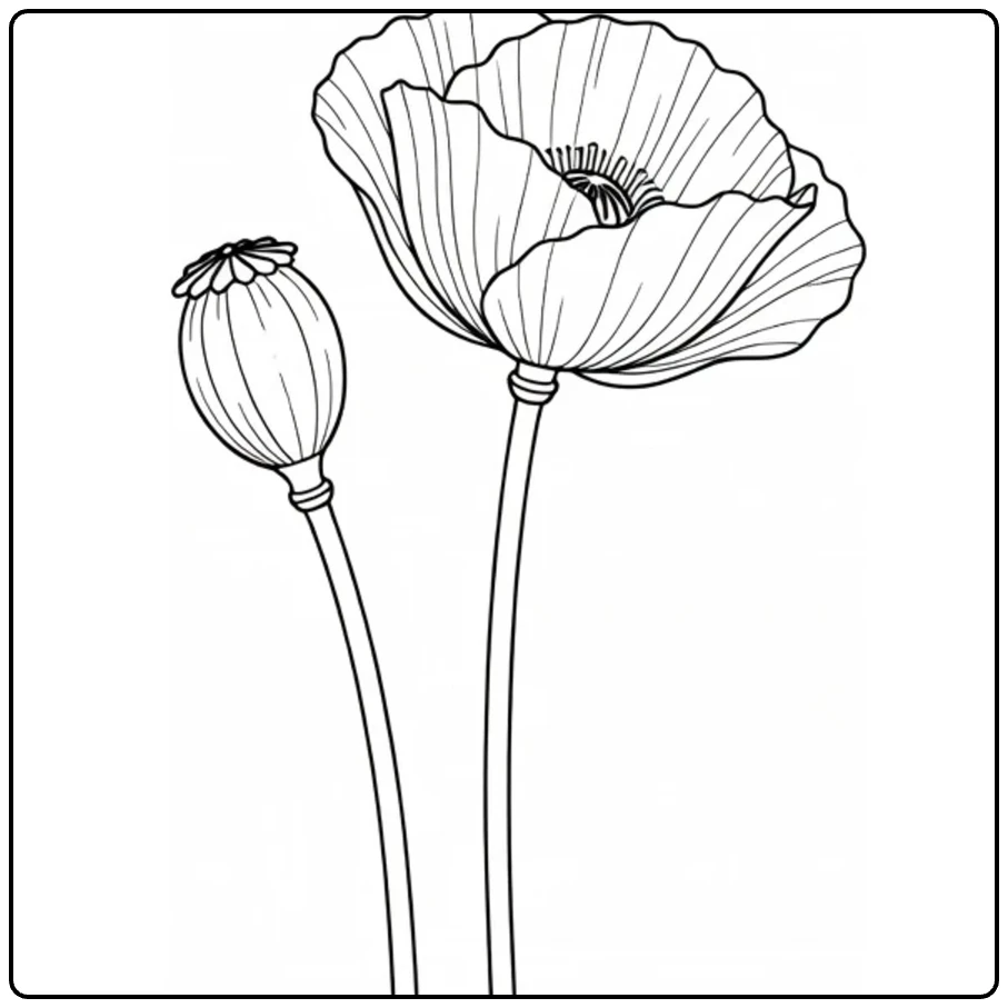 Poppy coloring page featuring a seed pod, flower, and bud