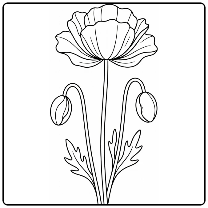 Poppy coloring page showing a tall flower with two buds and leaves