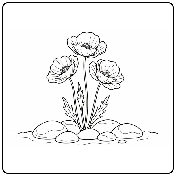 Poppy coloring page featuring three flowers and stones in a garden bed