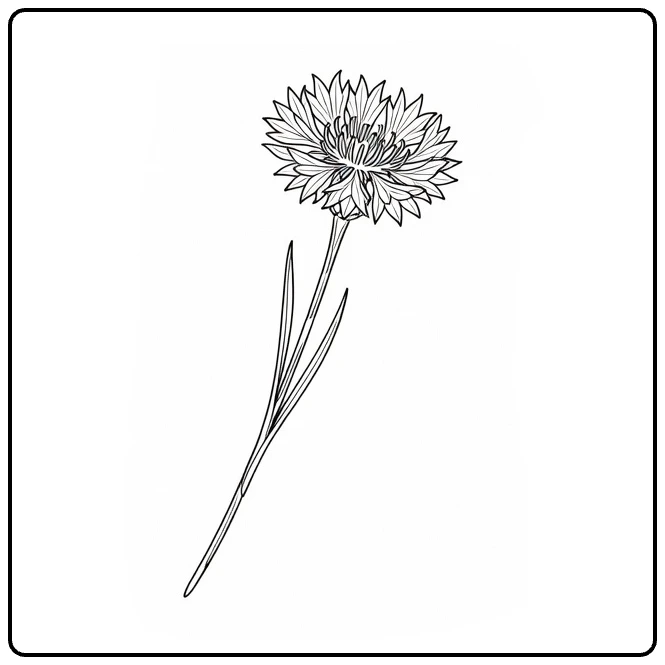 Cornflower coloring page showing a flower on a blank greeting card