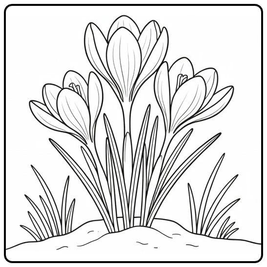 Crocus coloring page showing early flowers blooming from spring soil