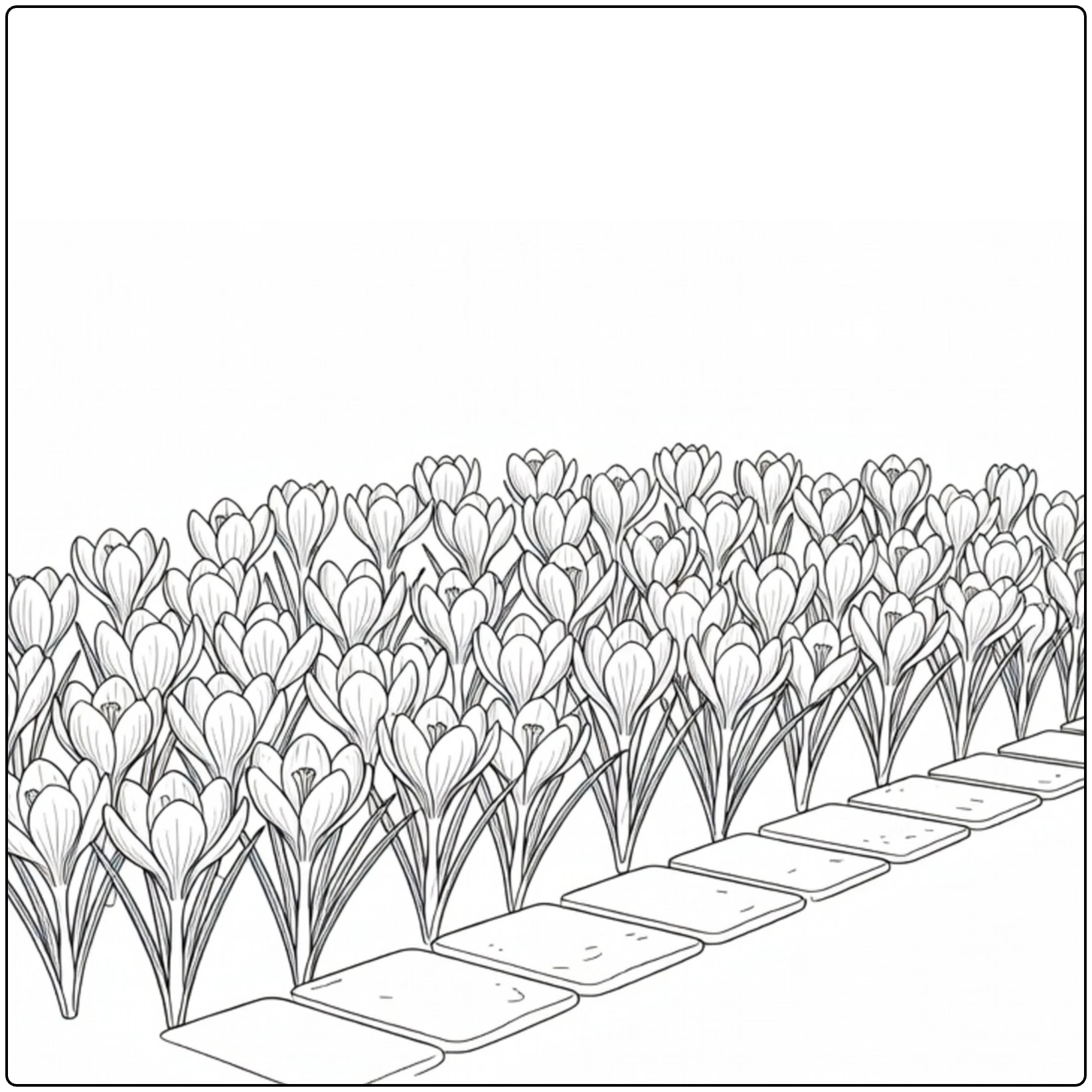 Crocus coloring page showing a flower border beside stepping stones