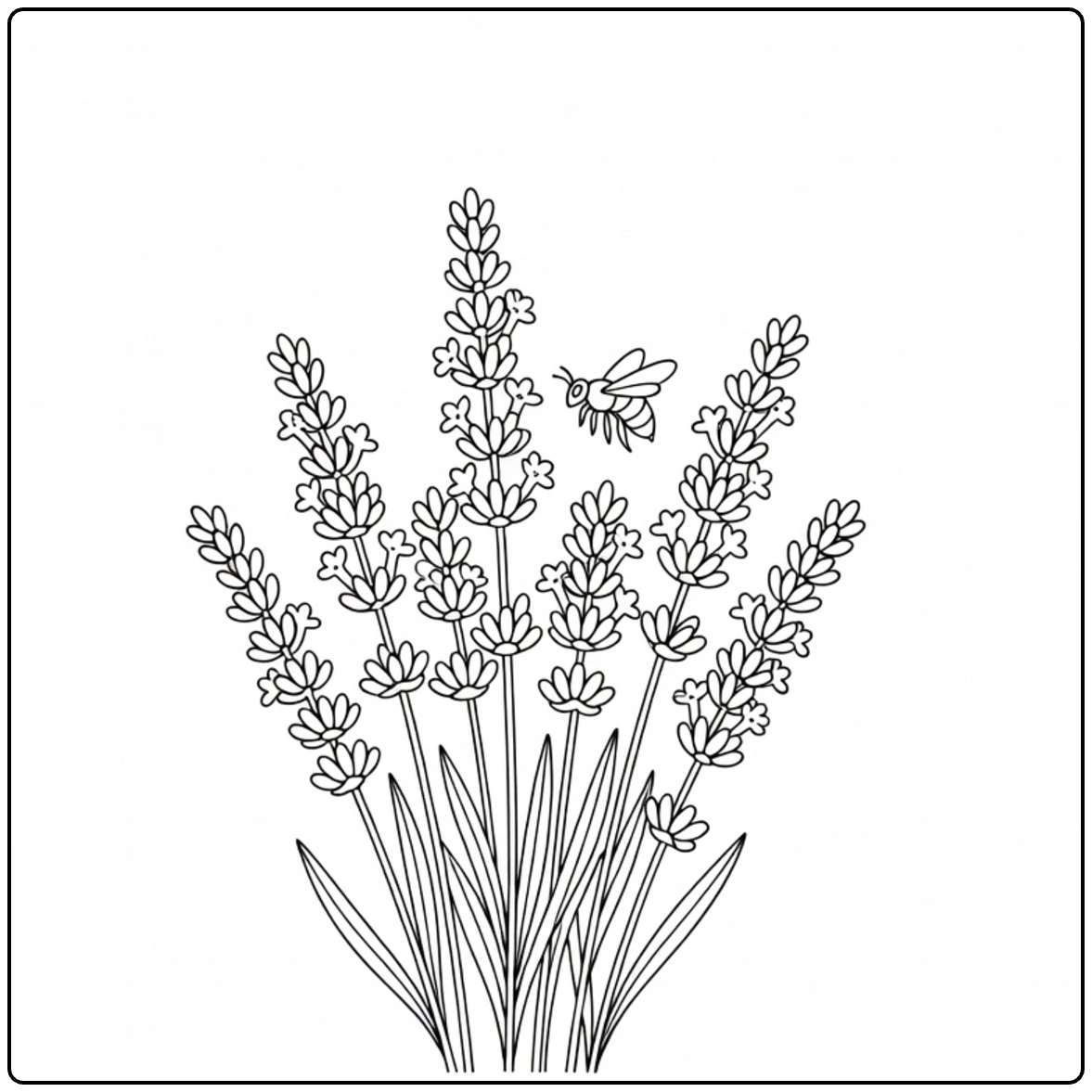 Lavender coloring page featuring a bee near lavender flowers