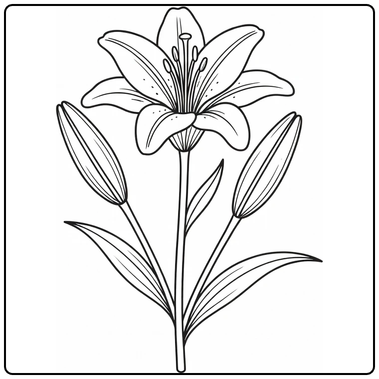 Lily coloring page showing an open flower with two buds