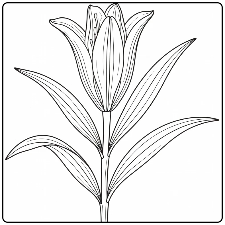 Lily coloring page showing a flower bud beginning to open