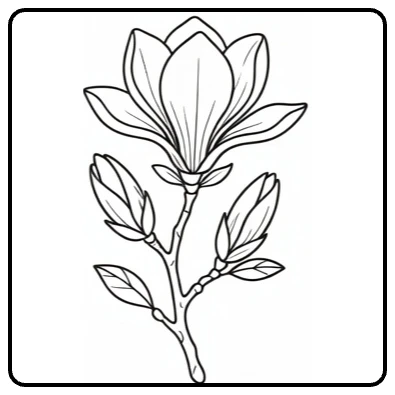 Magnolia coloring page showing an open flower and two buds