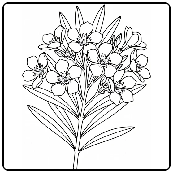 Oleander coloring page showing a flowering branch and narrow leaves