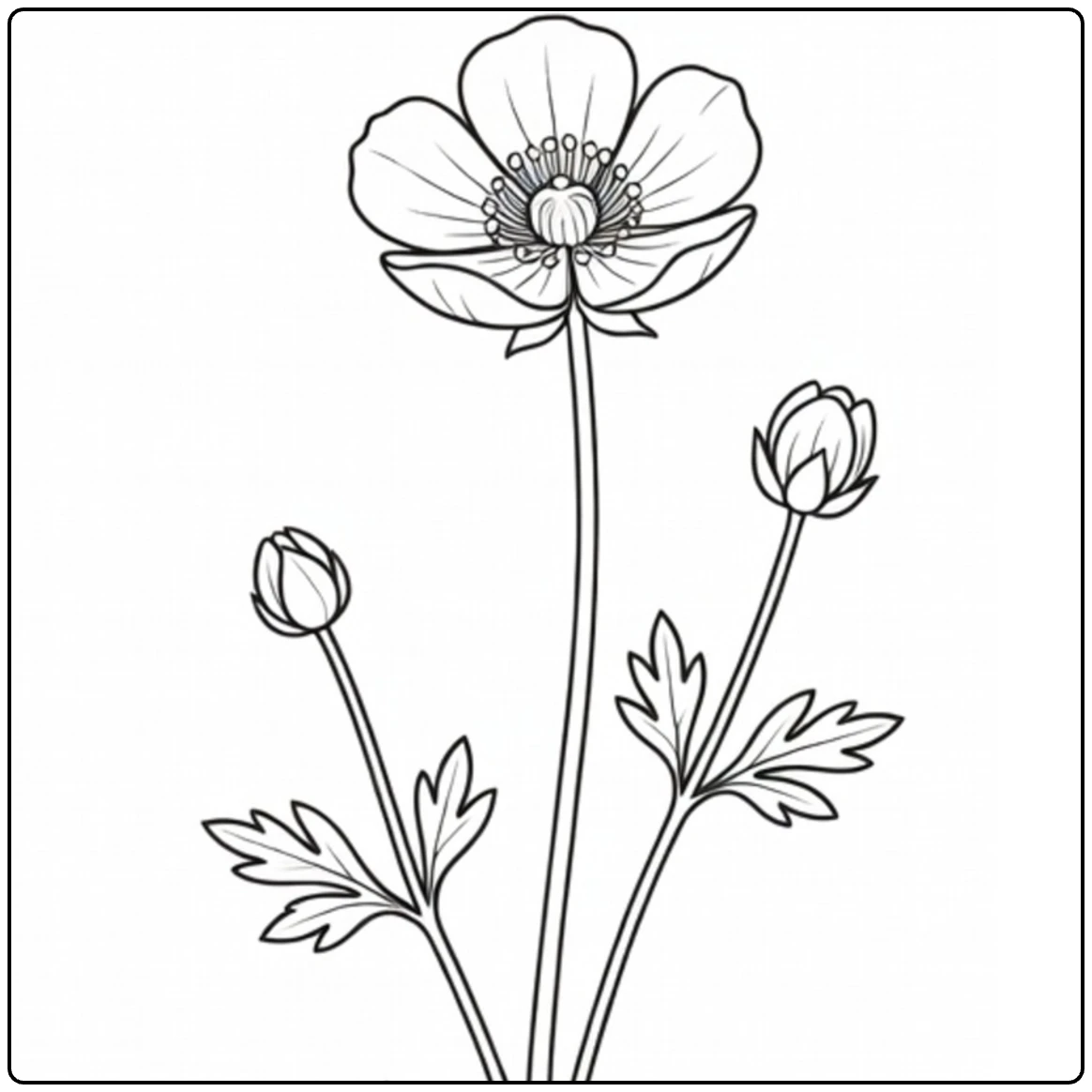 Buttercup coloring page featuring one flower and two closed buds