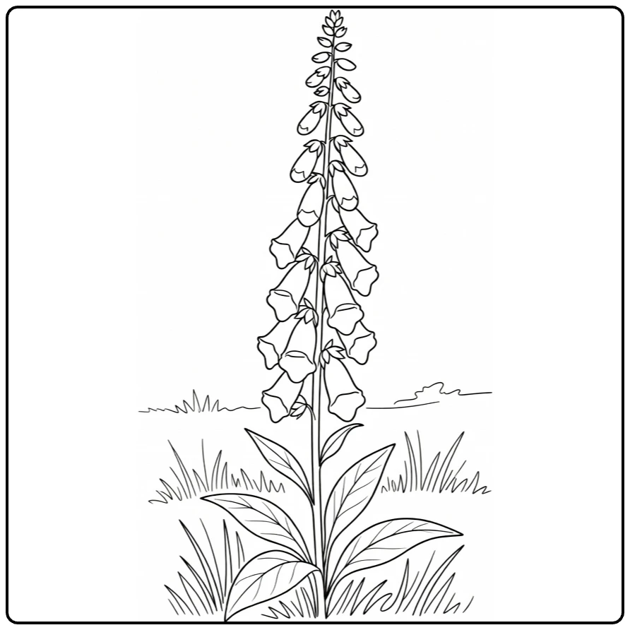 Foxglove coloring page showing a tall flower spike in a meadow