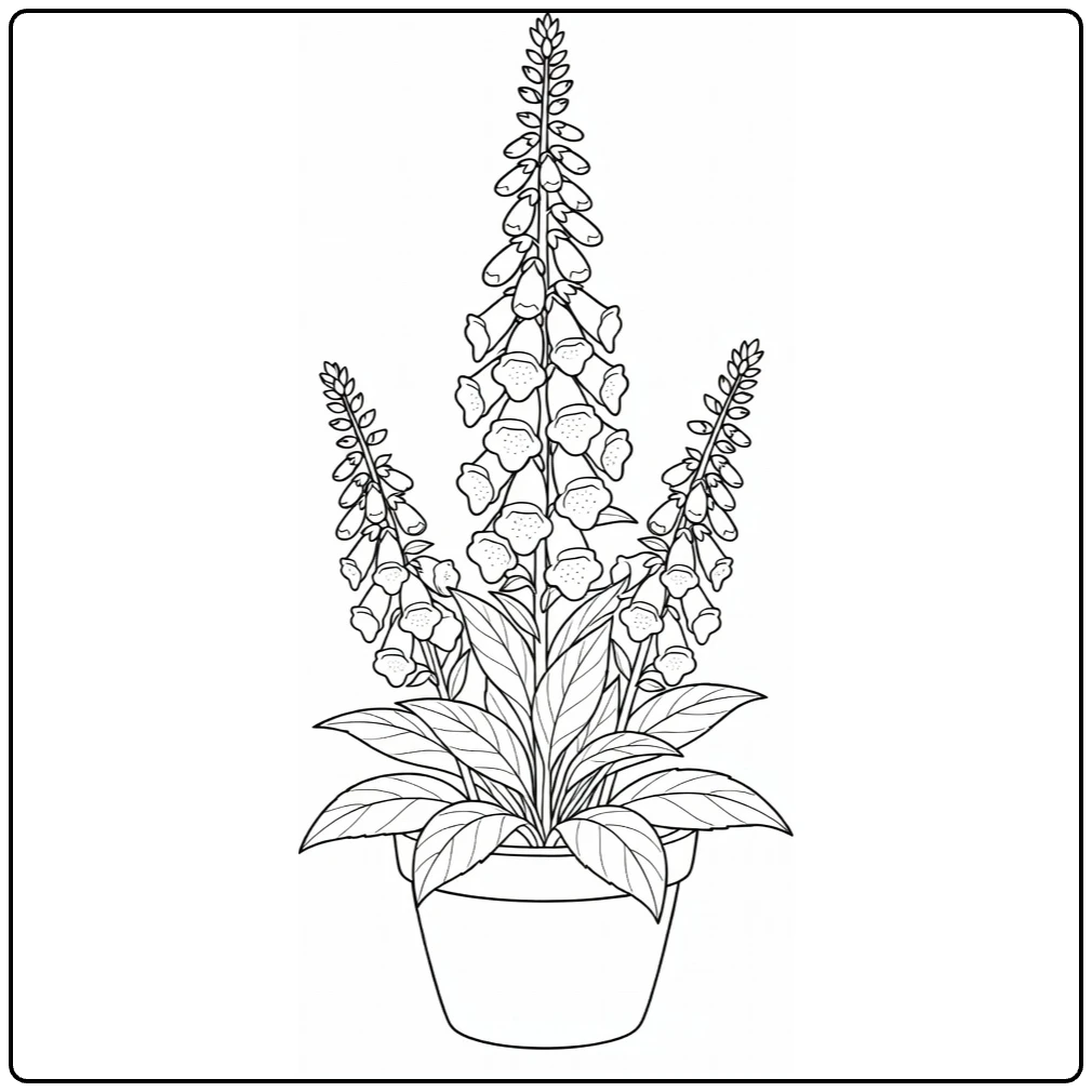 Foxglove coloring page showing a flowering plant in a pot