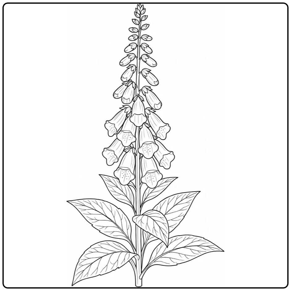 Foxglove coloring page showing blooms, buds, and leaves