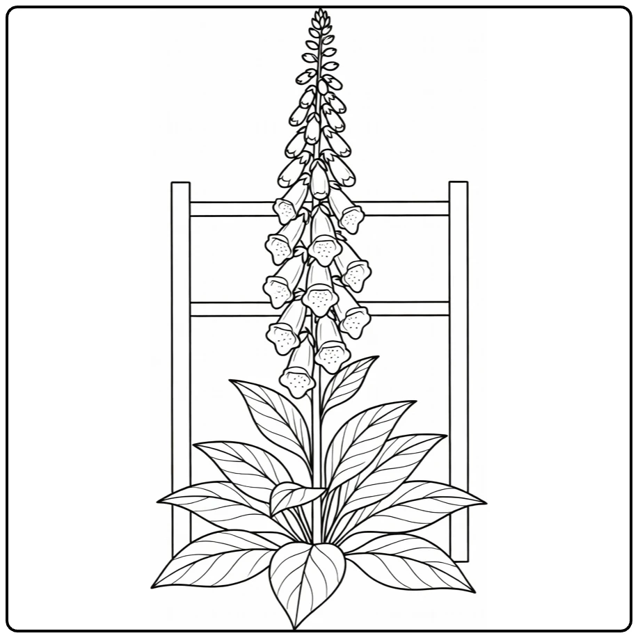 Foxglove coloring page showing a flower beside a garden gate