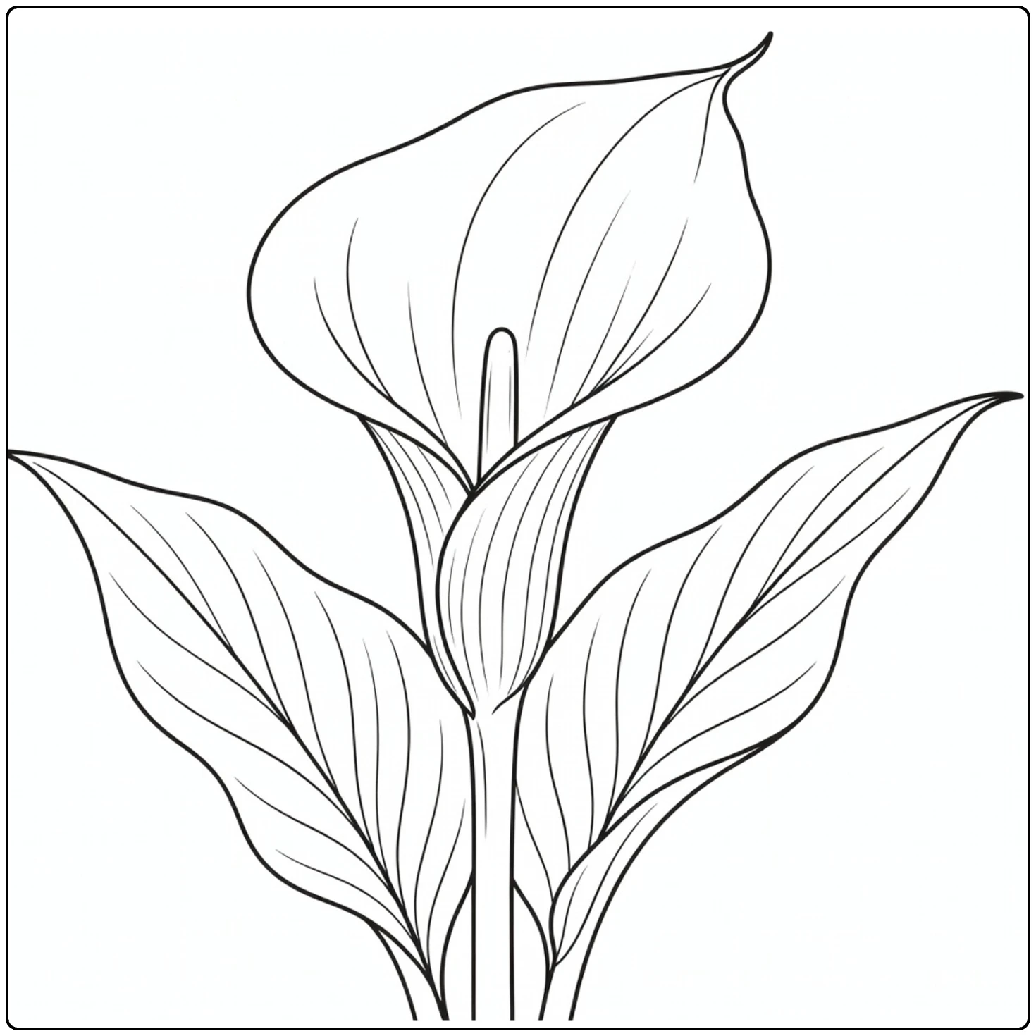 Close-up zantedeschia coloring page with flower and leaves