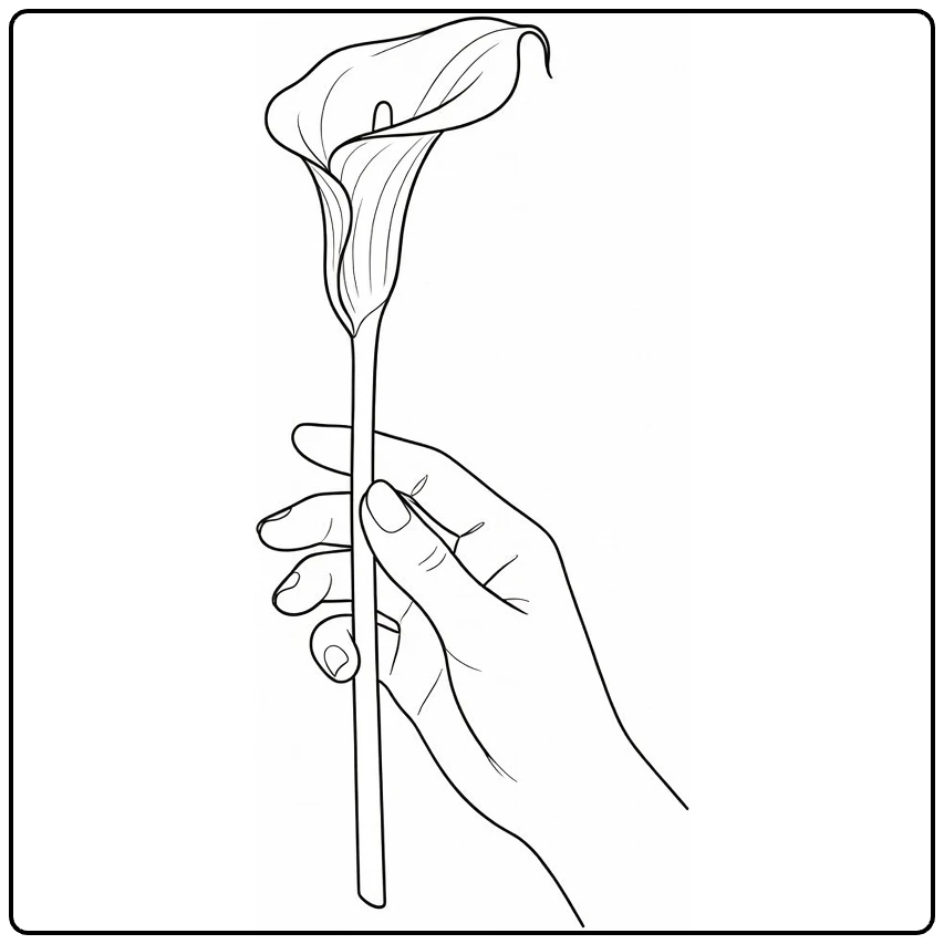 Zantedeschia coloring page showing a hand holding a flower